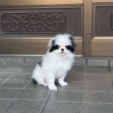 狆(チン)