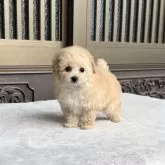 タイニープードル