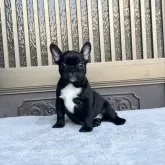 フレンチブルドッグ【香川県・男の子・2025年6月9日・ブリンドル】の写真2