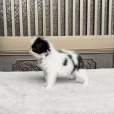 狆(チン)【香川県・女の子・2025年9月4日・白黒】の写真3