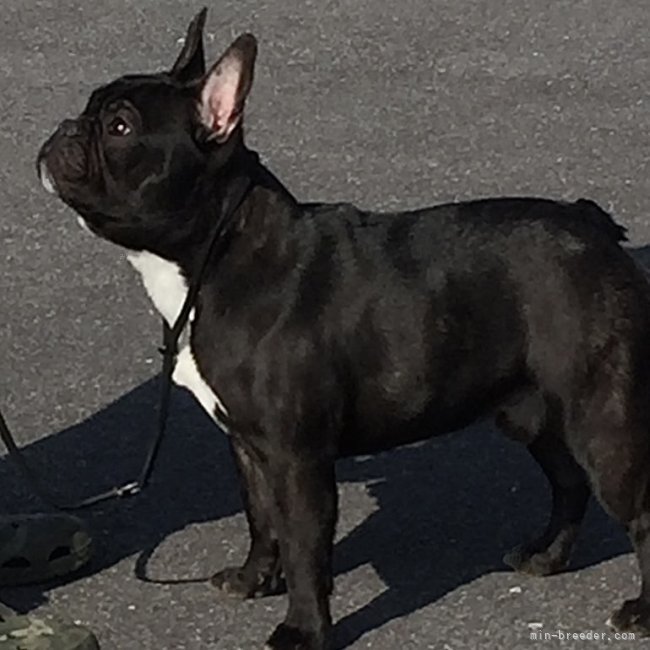 フレンチブルドッグ【・男の子・2017年3月7日・ブリンドル】