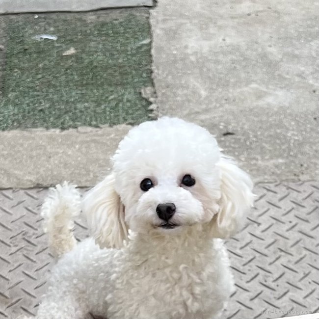 タイニープードル【・女の子・2022年1月5日・ホワイト】