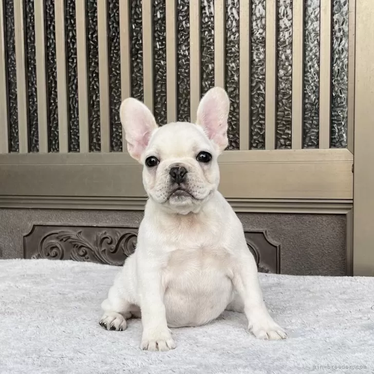 ID：2407-05229の子犬