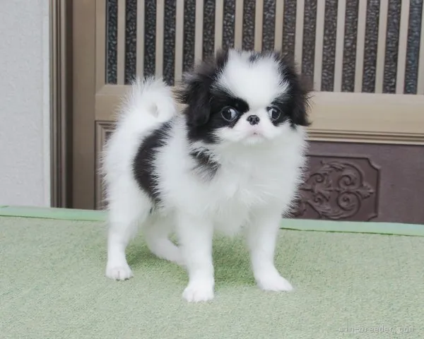 ID：1510-00791の子犬