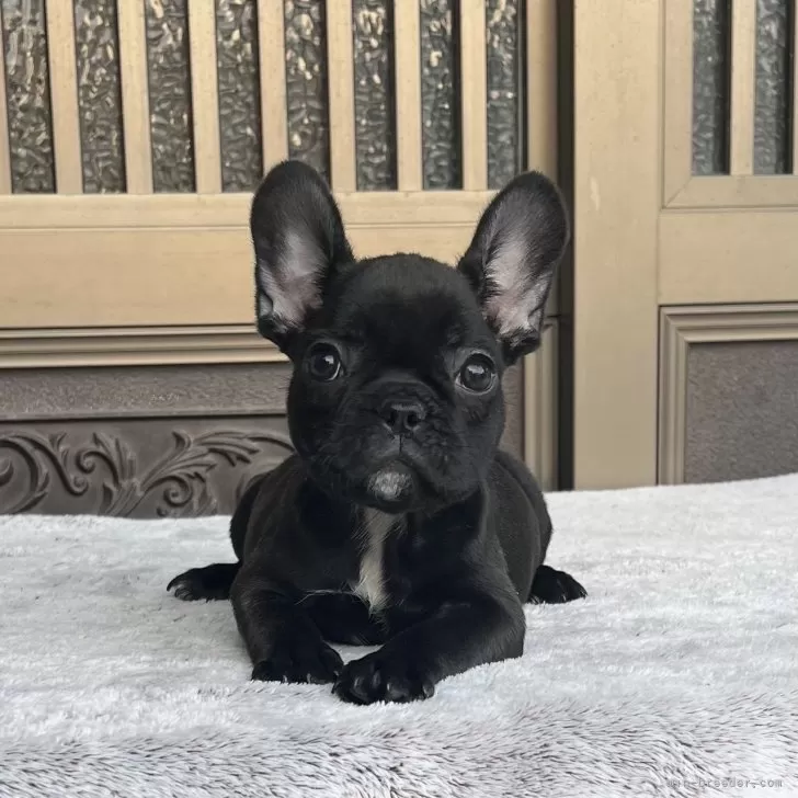 ID:2408-04470の子犬