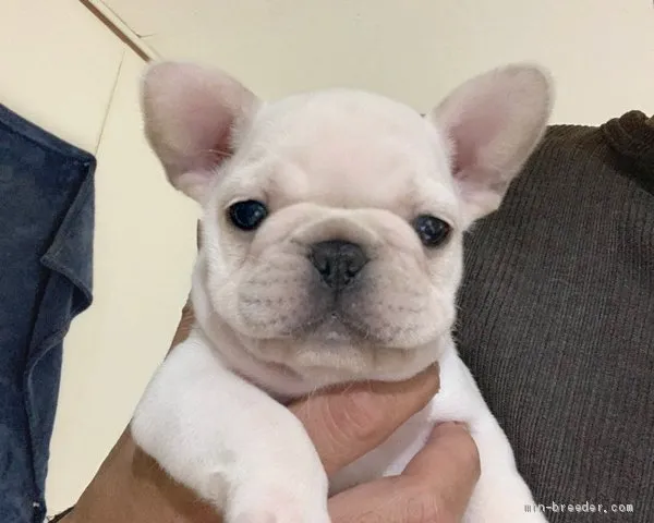 ID：1905-00687の子犬