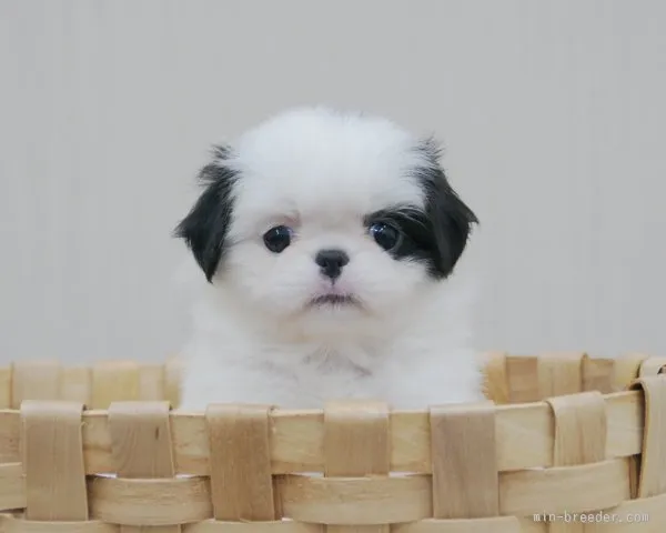 ID：1509-01038の子犬