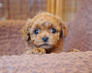 トイプードル(タイニー)【香川県・男の子・2016年10月10日・アプリコット】の写真「とても小ぶり」