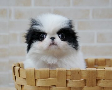 狆(チン)【香川県・男の子・2018年1月9日・白黒】の写真「ハンサム君」