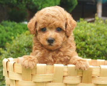 トイプードル(タイニー)【香川県・男の子・2015年5月29日・レッド】の写真「」