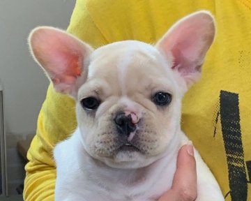 フレンチブルドッグ【香川県・女の子・2019年3月23日・クリーム】の写真「ムチムチコロコロ」