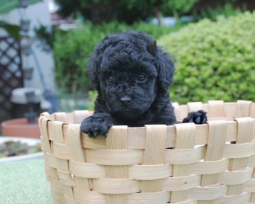 トイプードル(タイニー)【香川県・女の子・2015年7月27日・ブラック】の写真「値段変更しました」