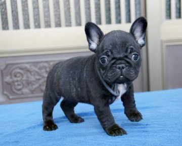 フレンチブルドッグ【香川県・女の子・2016年12月1日・ブリンドル】の写真「」