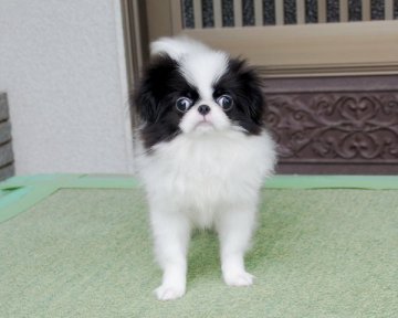 狆(チン)【香川県・男の子・2015年7月30日・白黒】の写真「写真更新しました」