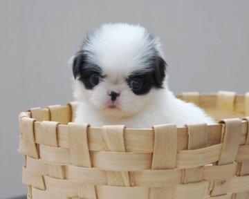 狆(チン)【香川県・女の子・2015年7月19日・白黒】の写真「可愛い姫」