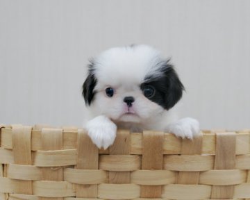 狆(チン)【香川県・女の子・2015年8月9日・白黒】の写真「可愛いお顔の姫」