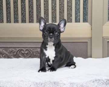 フレンチブルドッグ【香川県・女の子・2019年7月11日・ブリンドル】の写真「コロコロ」