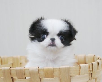 狆(チン)【香川県・男の子・2015年8月9日・白黒】の写真「写真更新しました。値段変更しました。」