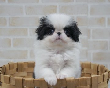 狆(チン)【香川県・男の子・2019年3月1日・白黒】の写真「バランスの良い子」