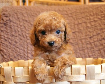 トイプードル(タイニー)【香川県・男の子・2017年2月5日・アプリコット】の写真「イケメン君」
