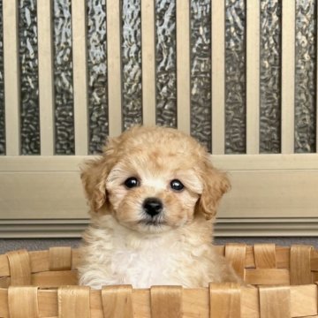 トイプードル(タイニー)【香川県・男の子・2024年5月24日・アプリコット】の写真「モコモコ君」