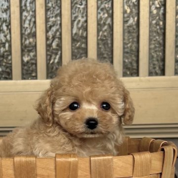 トイプードル(ティーカップ)【香川県・女の子・2024年5月24日・アプリコット】の写真「モコモコ姫」