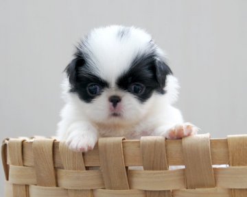 狆(チン)【香川県・女の子・2015年7月19日・白黒】の写真「小ぶりな姫」