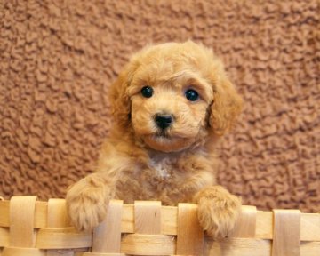 トイプードル(タイニー)【香川県・女の子・2016年11月17日・アプリコット】の写真「」