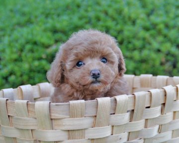 トイプードル(タイニー)【香川県・男の子・2015年9月2日・レッド】の写真「まんまるおめめ」