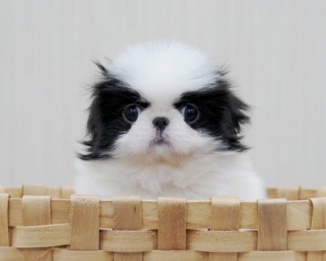 狆(チン)【香川県・女の子・2017年1月20日・白黒】の写真「可愛い女の子」