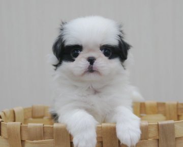 狆(チン)【香川県・男の子・2015年8月9日・白黒】の写真「お茶目な僕」