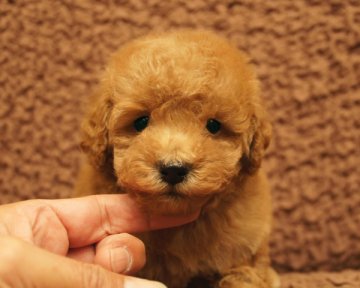 トイプードル(タイニー)【香川県・女の子・2016年9月17日・アプリコット】の写真「写真追加しました」