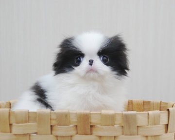 狆(チン)【香川県・男の子・2016年12月11日・白黒】の写真「目の大きい子」