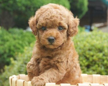 トイプードル(タイニー)【香川県・男の子・2015年5月29日・レッド】の写真「」