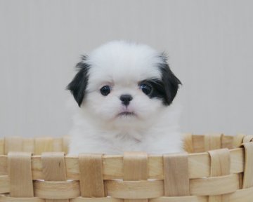 狆(チン)【香川県・女の子・2015年8月9日・白黒】の写真「可愛い個性的なお顔の姫」