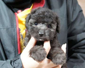 トイプードル(タイニー)【香川県・女の子・2017年9月29日・シルバー】の写真「モコモコ」