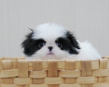 狆(チン)【香川県・男の子・2017年1月20日・白黒】の写真「小ぶり」