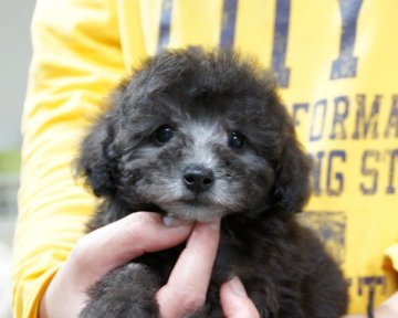 トイプードル(タイニー)【香川県・女の子・2017年10月10日・シルバー】の写真「目の大きい子」