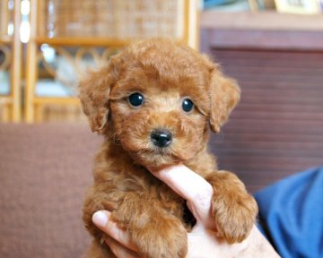 トイプードル(タイニー)【香川県・女の子・2016年10月10日・アプリコット】の写真「写真追加しました」