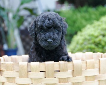 トイプードル(タイニー)【香川県・男の子・2015年7月27日・ブラック】の写真「値段変更しました」