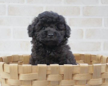 トイプードル(タイニー)【香川県・男の子・2017年10月1日・シルバー】の写真「モコモコ君」