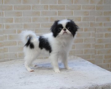 狆(チン)【香川県・女の子・2018年1月8日・白黒】の写真「目の大きい女の子」