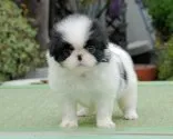 狆(チン)【香川県・男の子・2015年5月22日・白黒】の写真2