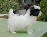 狆(チン)【香川県・男の子・2015年5月22日・白黒】の写真3