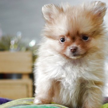 ポメラニアン【北海道・女の子・2025年8月22日・ウルフセーブル】の写真「困った顔のオレンジさん❣️」