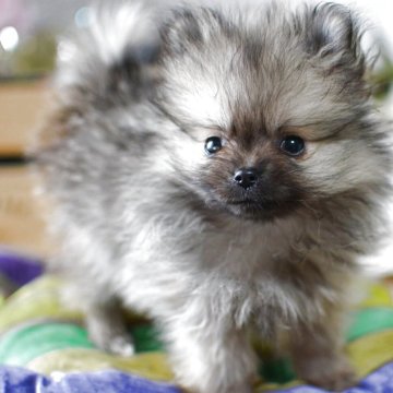 ポメラニアン【北海道・女の子・2025年8月22日・ウルフセーブル】の写真「チビッコサイズ」