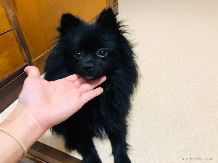 かまちゃん 様のお迎えした子犬