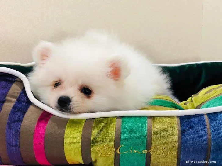 ID:2002-00918の子犬