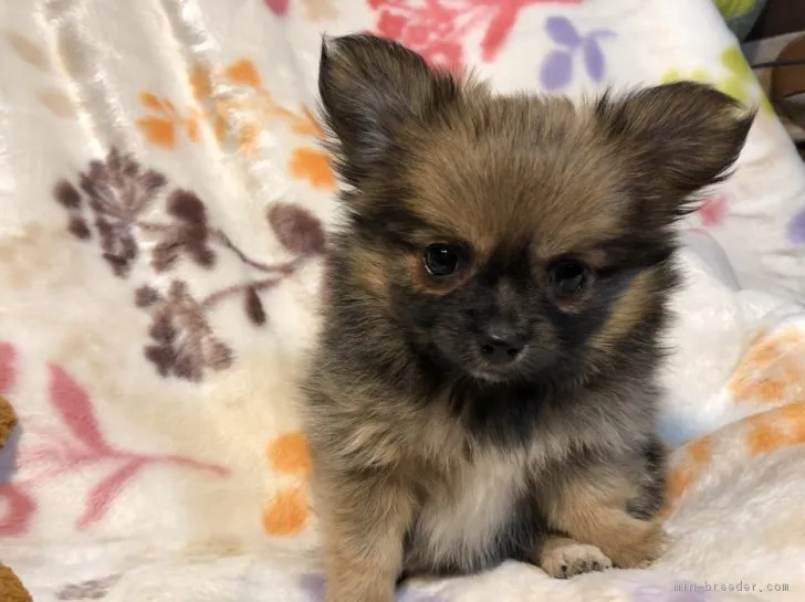 ID：1712-01146の子犬