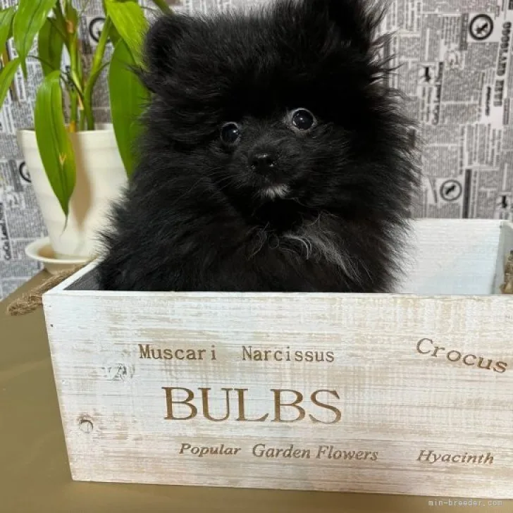 ID:2312-00554の子犬